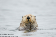 GREAT BEAR RAINFOREST - COASTAL BRITISH COLUMBIA